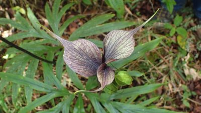Tacca leontopetaloides, photographed by bat (Maria Vorontsova)