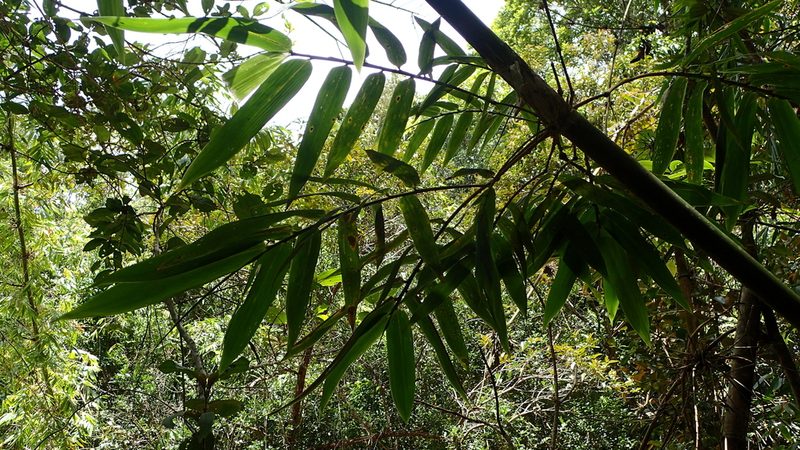 Cathariostachys madagascariensis, photographed by bat (Maria Vorontsova)
