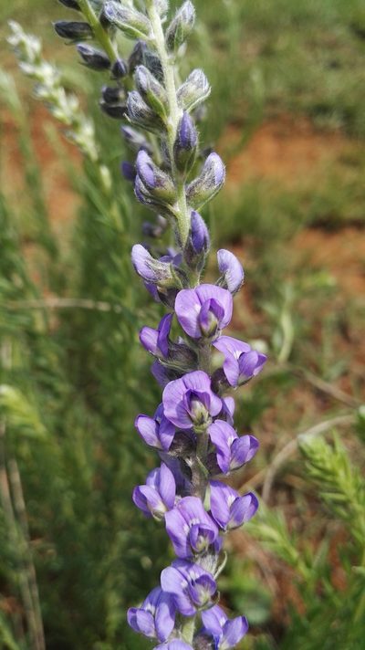 Lotononis amajubica, photographed by Marianne Le Roux