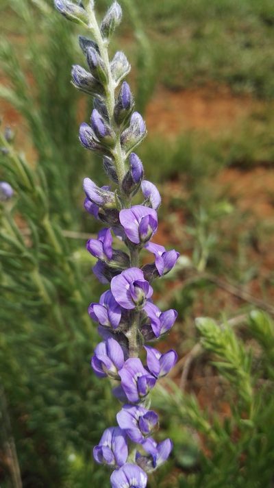 Lotononis amajubica, photographed by Marianne Le Roux