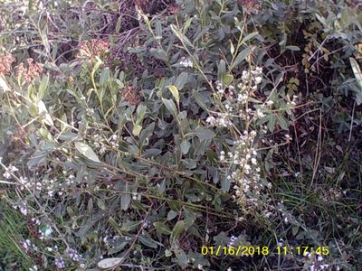 Bupleurum fruticosum, photographed by Михаил Орлов