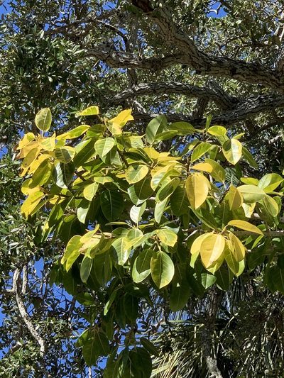 Ficus altissima, photographed by Claire Herzog