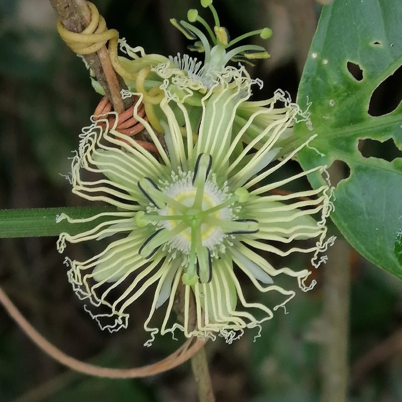 Passiflora auriculata, photographed by Kozue Kawakami
