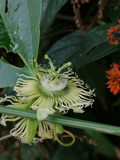 Passiflora auriculata, photographed by Kozue Kawakami