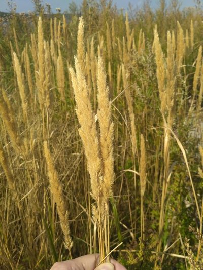 Calamagrostis extremiorientalis, photographed by Natalya Ivanova