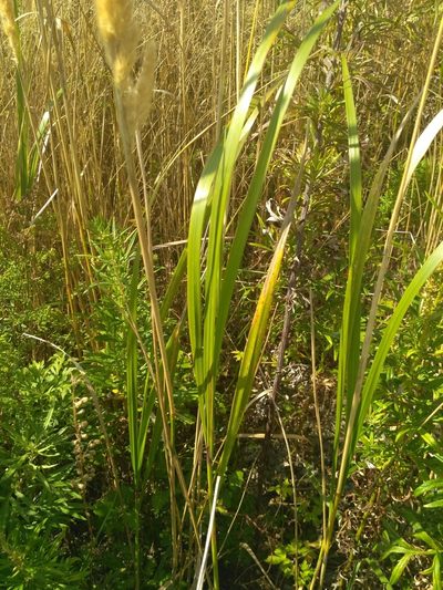 Calamagrostis extremiorientalis, photographed by Natalya Ivanova