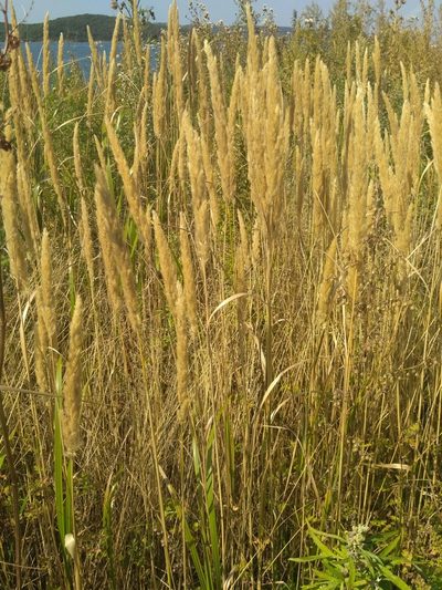 Calamagrostis extremiorientalis, photographed by Natalya Ivanova