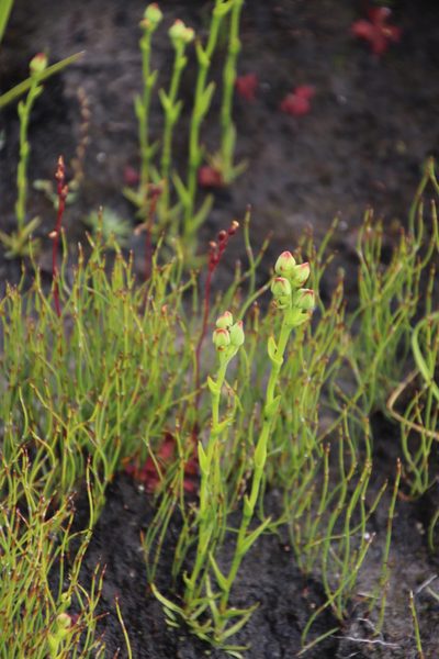 Ceratandra bicolor, photographed by Tony Rebelo