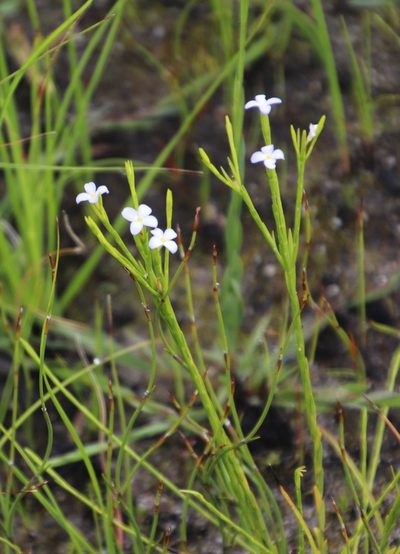 Gnidia linoides, photographed by Tony Rebelo