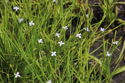 Gnidia linoides, photographed by Tony Rebelo
