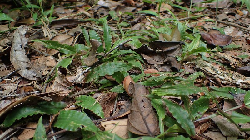 Megastachya mucronata, photographed by bat (Maria Vorontsova)