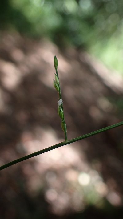 Acroceras boivinii, photographed by bat (Maria Vorontsova)