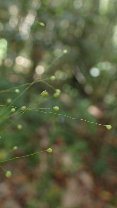 Isachne mauritiana, photographed by bat (Maria Vorontsova)