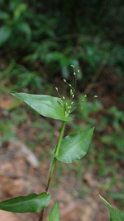 Panicum brevifolium, photographed by bat (Maria Vorontsova)