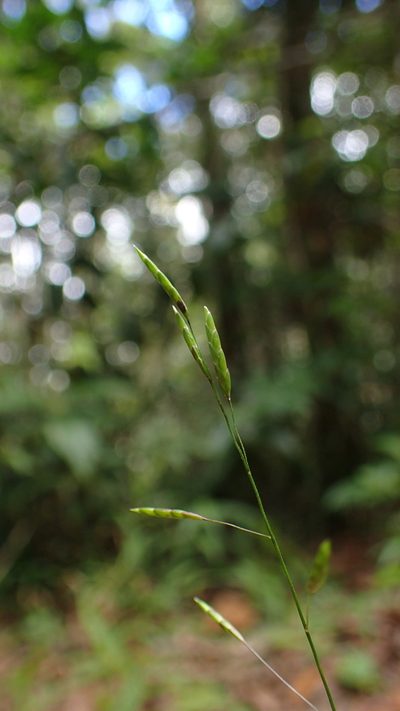 Megastachya mucronata, photographed by bat (Maria Vorontsova)