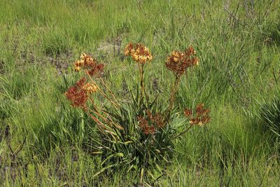 Dilatris viscosa, photographed by Tony Rebelo