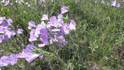Linum hirsutum, photographed by Елена Патерикина
