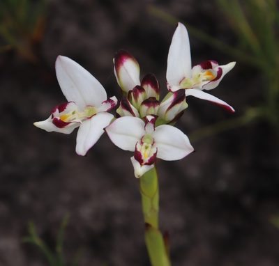 Disa bivalvata, photographed by Tony Rebelo