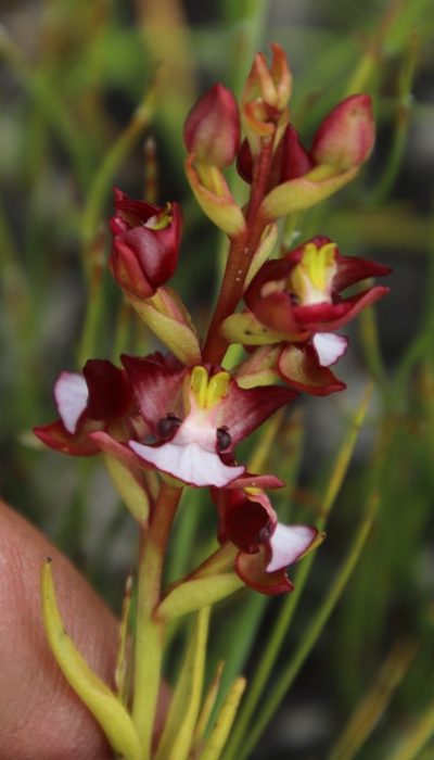 Evotella rubiginosa, photographed by Tony Rebelo