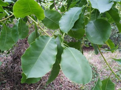 Planchonia careya, photographed by Steve Fitzgerald