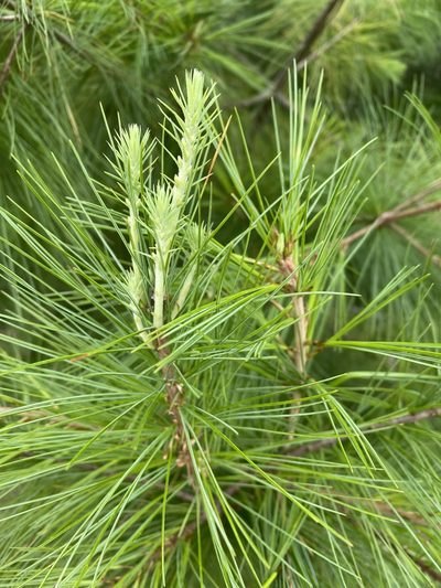 Pinus chiapensis, photographed by Grete Pasch