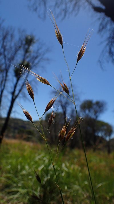 Tristachya humbertii, photographed by bat (Maria Vorontsova)