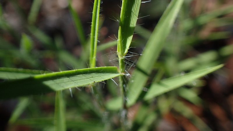 Tristachya humbertii, photographed by bat (Maria Vorontsova)