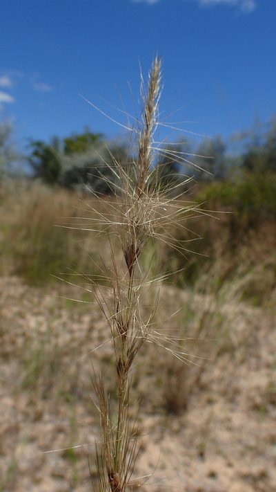 Aristida congesta, photographed by bat (Maria Vorontsova)