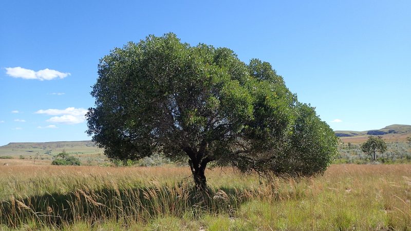 Uapaca bojeri, photographed by bat (Maria Vorontsova)