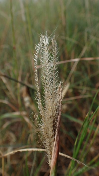Enteropogon prieurii, photographed by bat (Maria Vorontsova)
