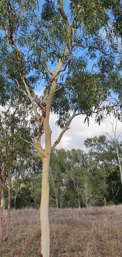 Corymbia dallachiana, photographed by Bethlea Bell