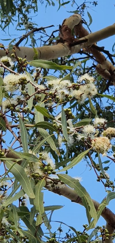 Corymbia dallachiana, photographed by Bethlea Bell