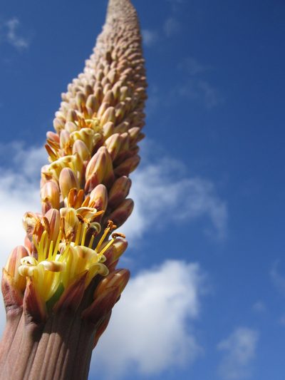 Aloe macroclada, photographed by Romer N. Rabarijaona