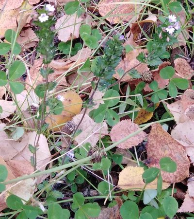 Euphrasia maximowiczii, photographed by Николай Соболев