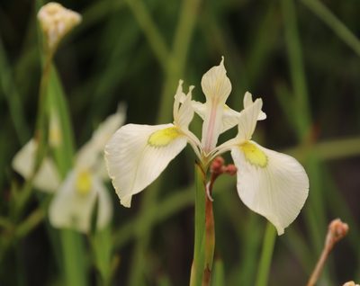 Moraea cooperi, photographed by Tony Rebelo