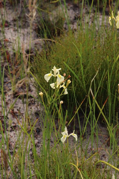 Moraea cooperi, photographed by Tony Rebelo