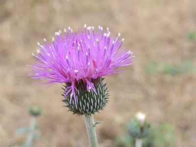 Cirsium engelmannii, photographed by Michael D Fox