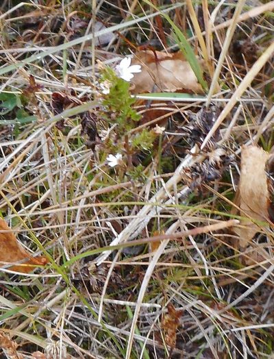 Euphrasia maximowiczii, photographed by Николай Соболев