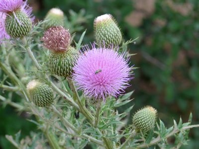 Cirsium engelmannii, photographed by Michael D Fox