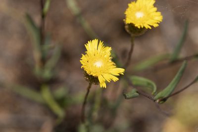 Podolepis rugata, photographed by Kym Nicolson