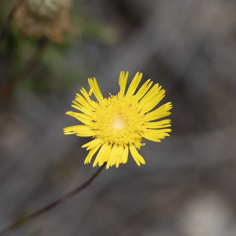 Podolepis rugata, photographed by Kym Nicolson