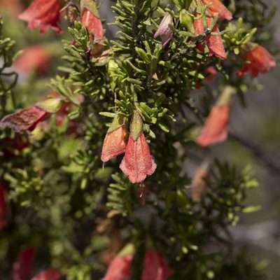 Prostanthera aspalathoides, photographed by Kym Nicolson