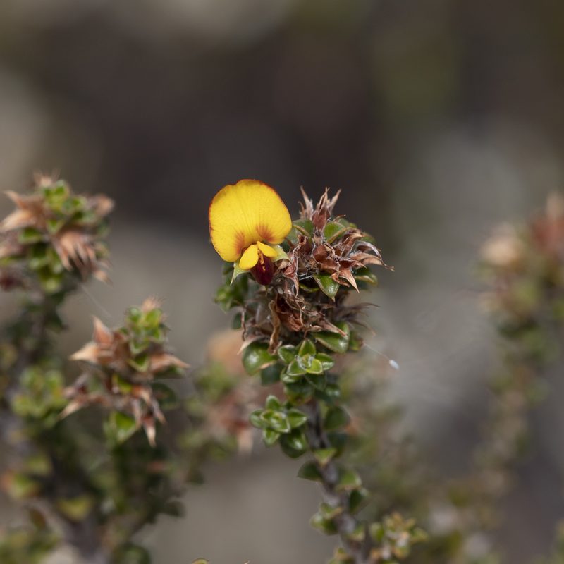 Pultenaea densifolia, photographed by Kym Nicolson