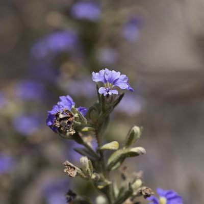 Dampiera marifolia, photographed by Kym Nicolson