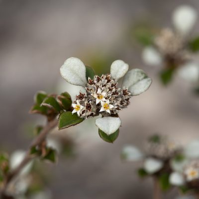 Cryptandra leucophracta, photographed by Kym Nicolson