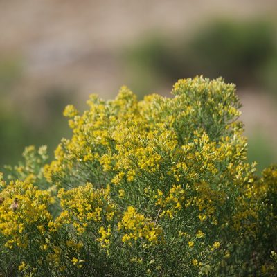 Xylothamia diffusa, photographed by Bill Levine