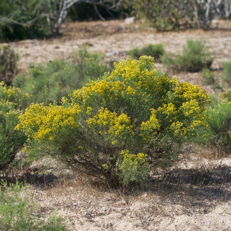 Xylothamia diffusa, photographed by Bill Levine