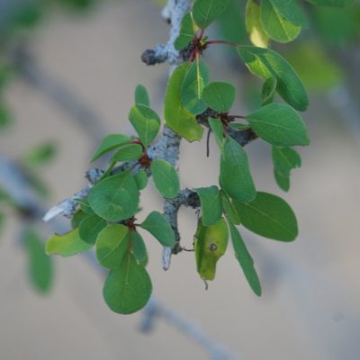 Colubrina viridis, photographed by Bill Levine