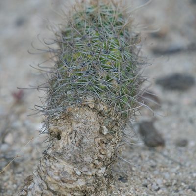 Cochemiea capensis, photographed by Bill Levine