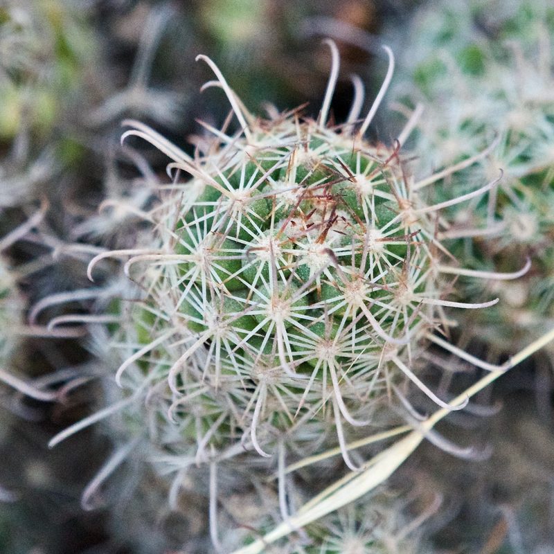 Cochemiea capensis, photographed by Bill Levine